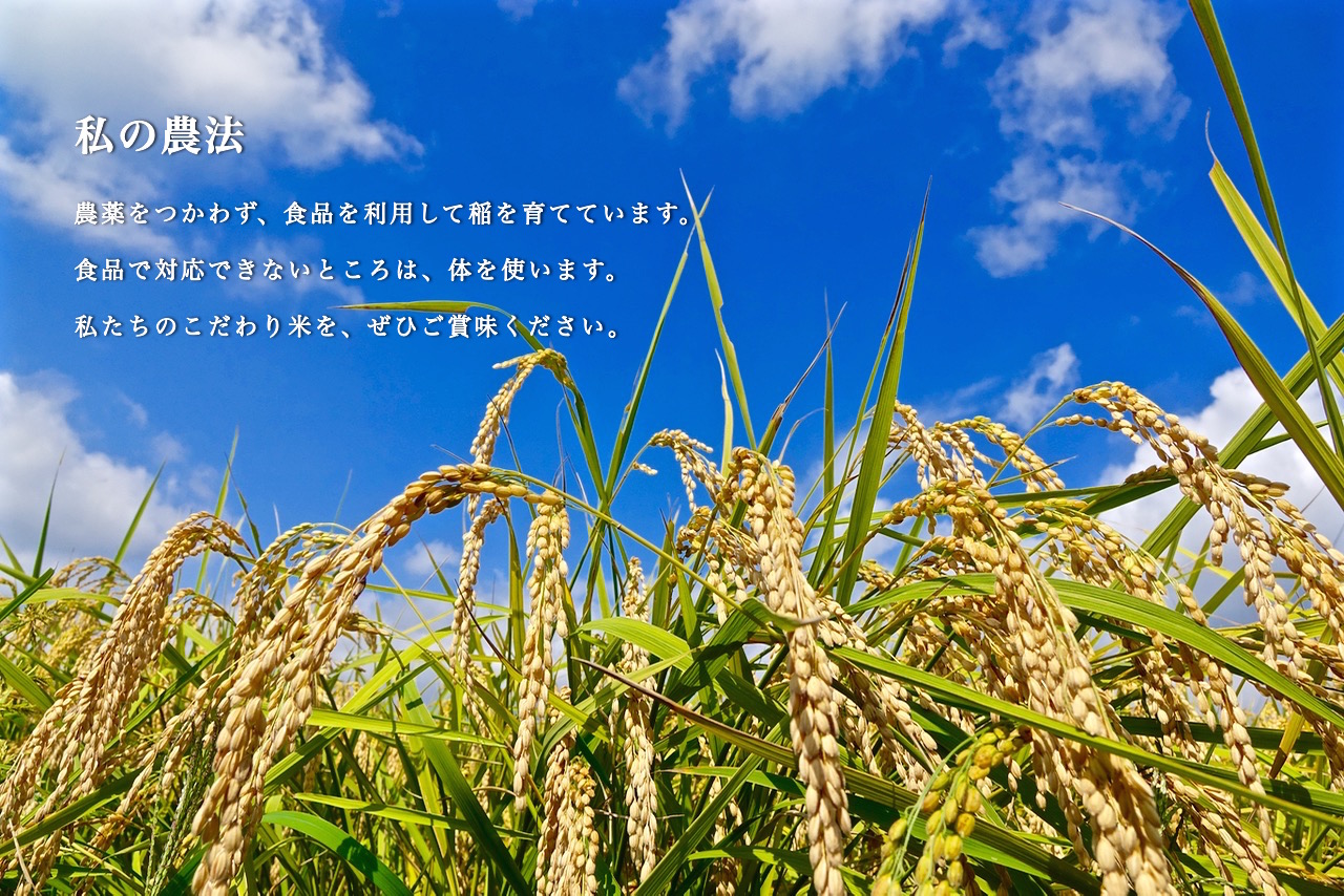 私の農法 農薬をつかわず、食品を利用して稲を育てています。 食品で対応できないところは、体を使います。 私たちのこだわり米を、ぜひご賞味ください。